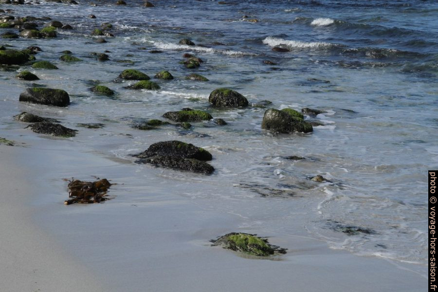 Algues sur les rochers dans le sable de la plage de Håland-Sand. Photo © Alex Medwedeff