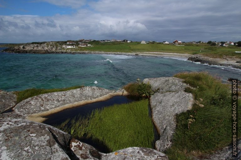 Plantes aquatiques d'eau douce dans une cuvette rocheuse près de la mer. Photo © André M. Winter