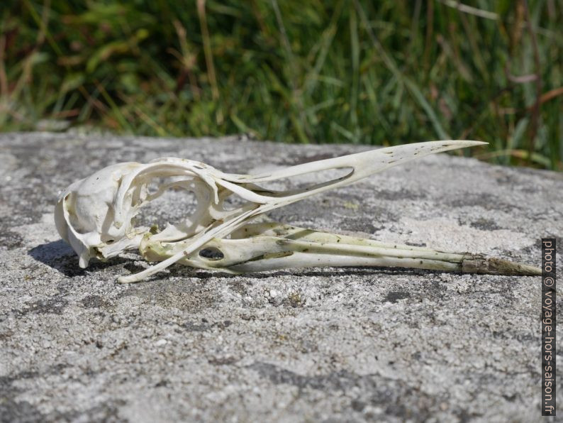 Crâne d'oiseau. Photo © Nicolas Medwedeff