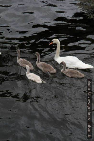 Cygne et cygneaux en mer. Photo © Alex Medwedeff