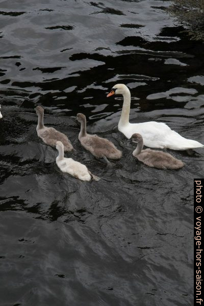 Cygne et cygneaux en mer. Photo © Alex Medwedeff