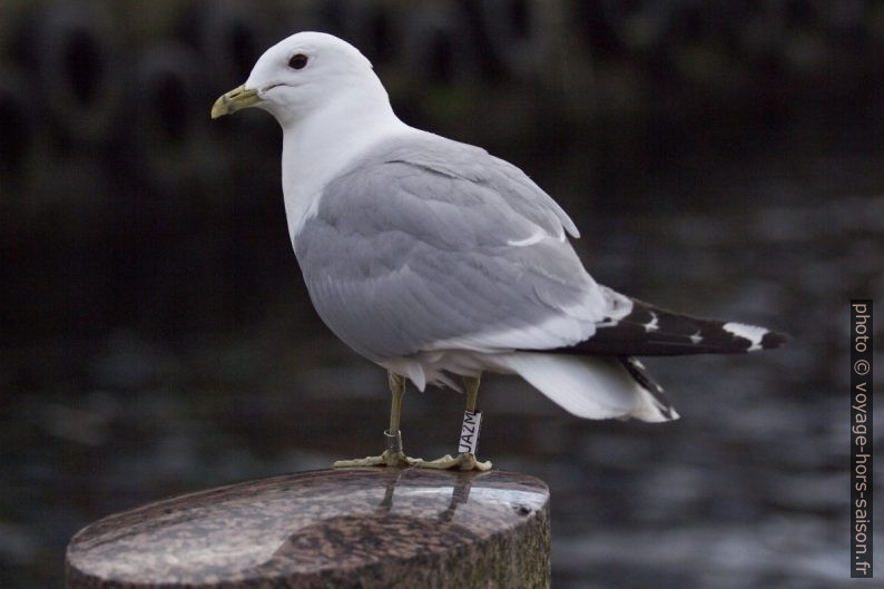 Mouette doublement baguée. Photo © André M. Winter