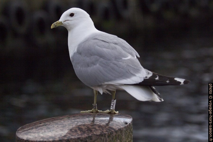 Mouette doublement baguée. Photo © André M. Winter