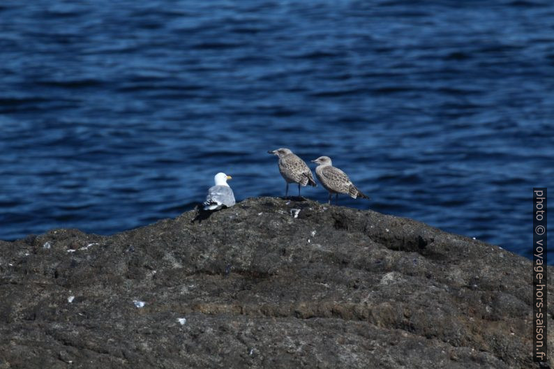 Mouettes sur un rocher. Photo © André M. Winter