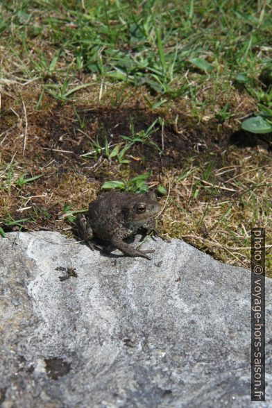 Un crapaud au Skongsneset en Norvège. Photo © Alex Medwedeff