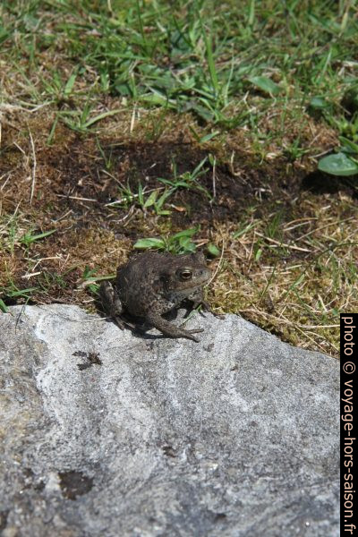 Un crapaud au Skongsneset en Norvège. Photo © Alex Medwedeff