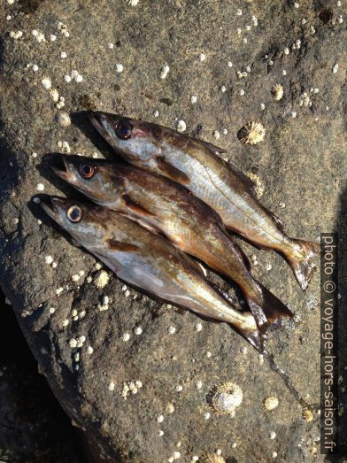 Les trois lieus jaunes pêchés par Nicolas. Photo © Alex Medwedeff