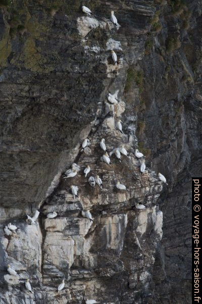 Nids de fous de Bassan dans la paroi rocheuse de Rundabranden. Photo © Alex Medwedeff