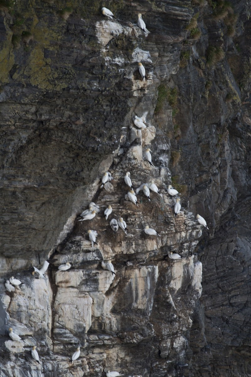 Nids de fous de Bassan dans la paroi rocheuse de Rundabranden. Photo © Alex Medwedeff