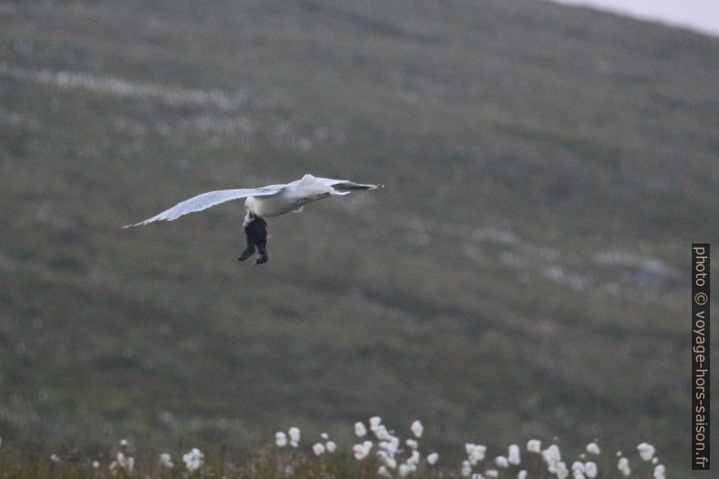 Une mouette avec un poussin de macareux mort. Photo © André M. Winter