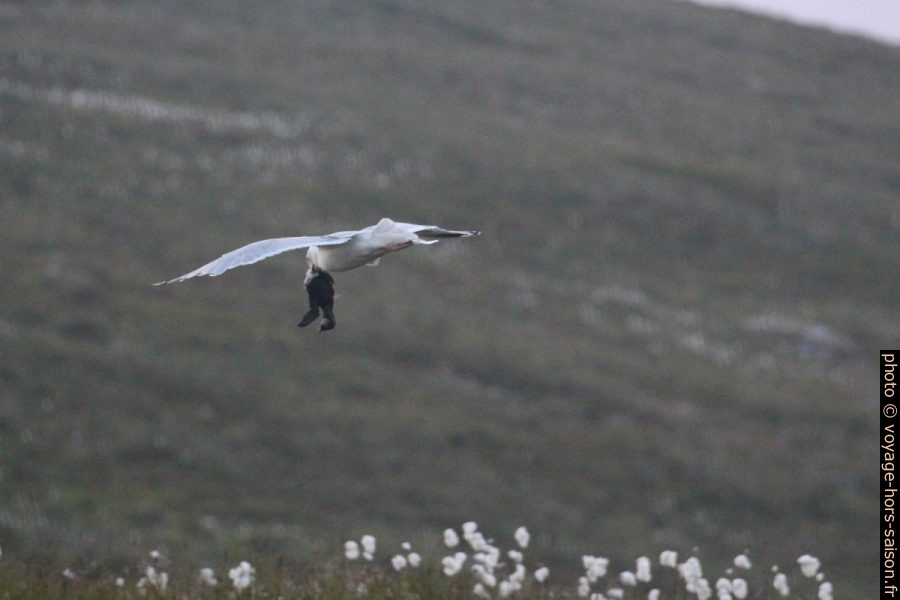 Une mouette avec un poussin de macareux mort. Photo © André M. Winter