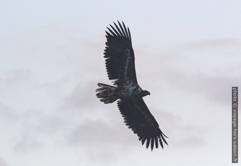 Un aigle barbu juvénile en vol vu de dessous. Photo © André M. Winter