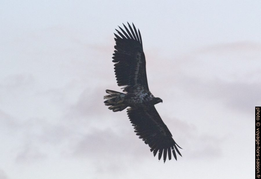 Un aigle barbu juvénile en vol vu de dessous. Photo © André M. Winter