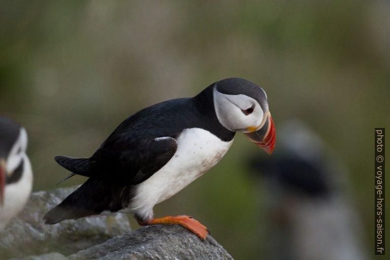 Macareux moine. Photo © André M. Winter