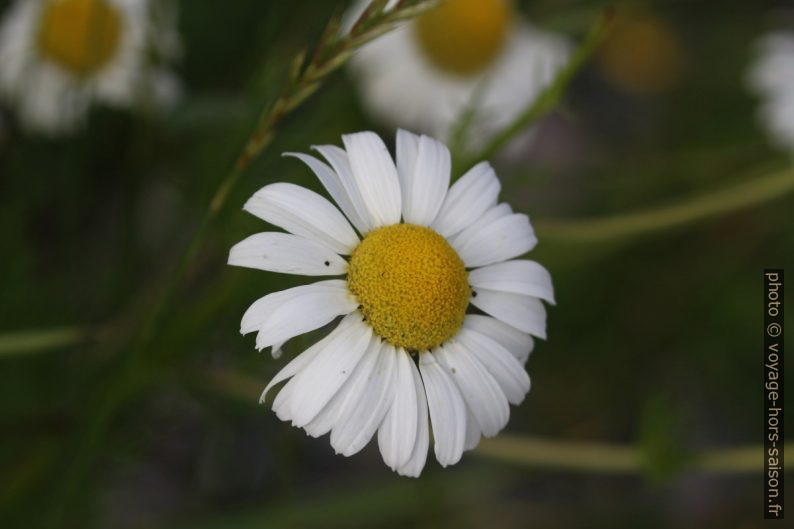 Marguerite des champs. Photo © André M. Winter