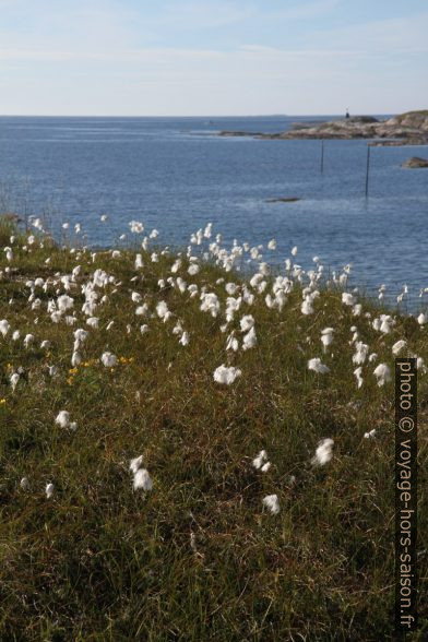 Linaigrette en bord de mer. Photo © Alex Medwedeff