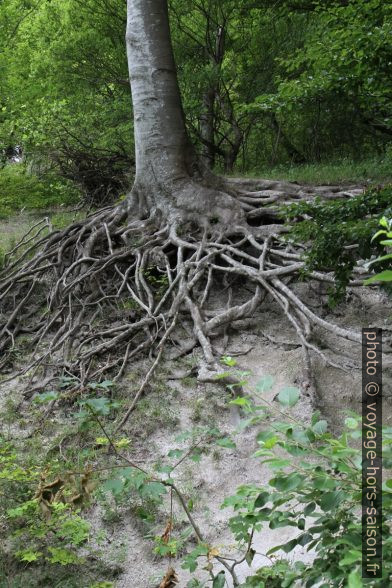 Racines d'un arbre délavées. Photo © Alex Medwedeff