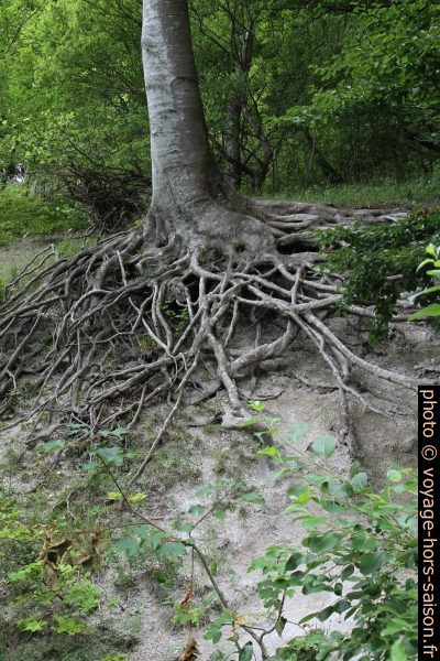 Racines d'un arbre délavées. Photo © Alex Medwedeff