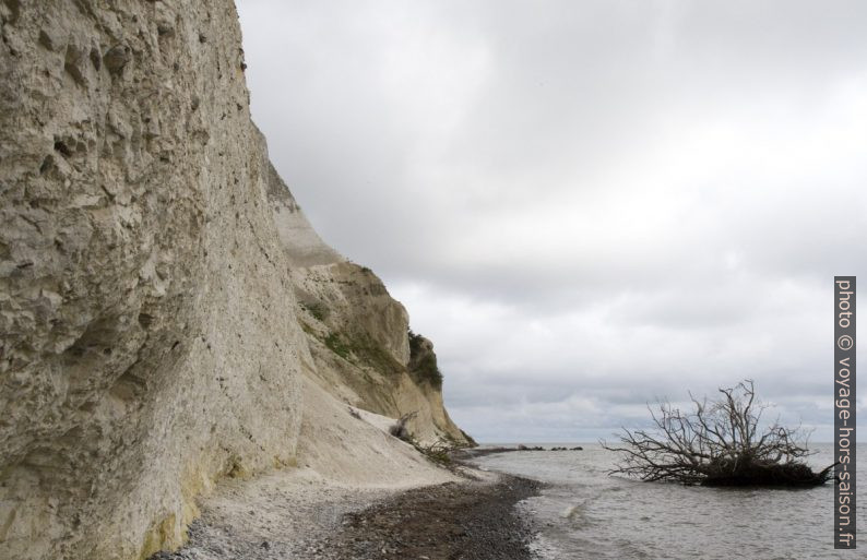 Arbre tombé des falaises de Møns Klint. Photo © Alex Medwedeff