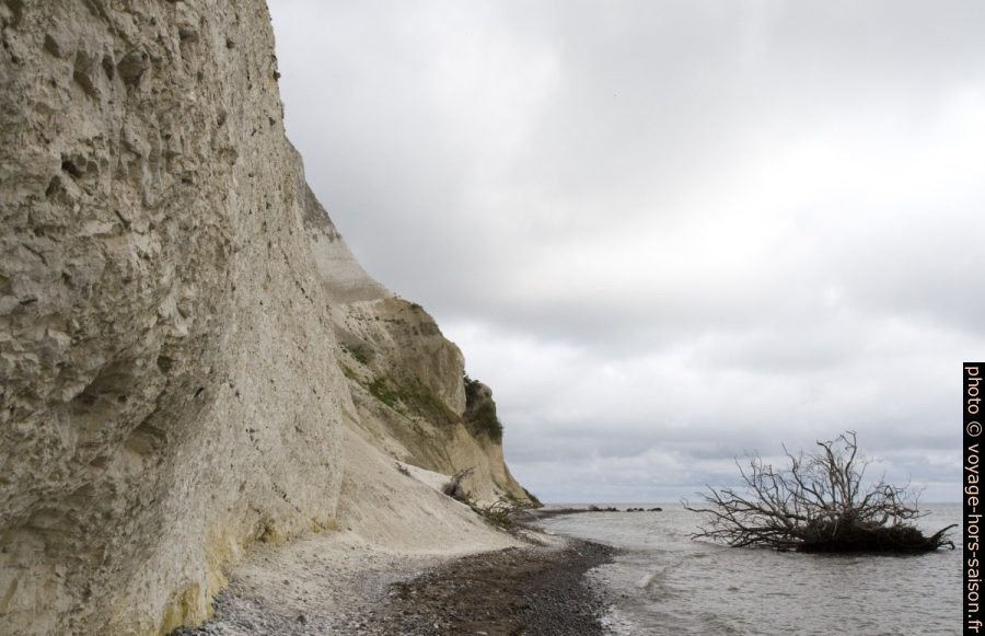 Arbre tombé des falaises de Møns Klint. Photo © Alex Medwedeff