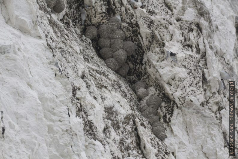 Nids d'oiseaux sur les falaises de Møns Klint. Photo © André M. Winter