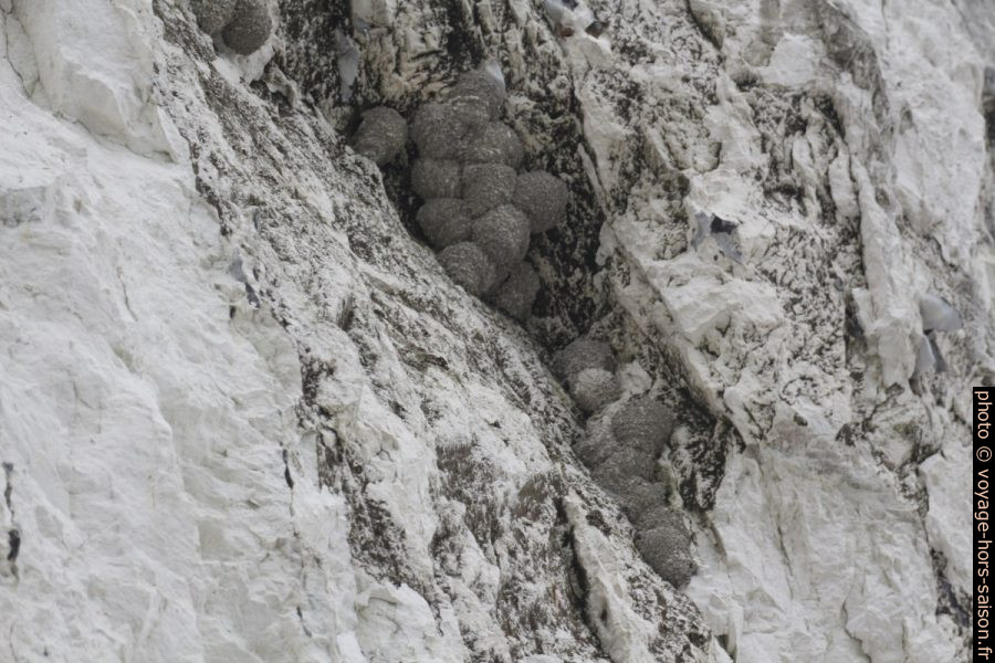 Nids d'oiseaux sur les falaises de Møns Klint. Photo © André M. Winter