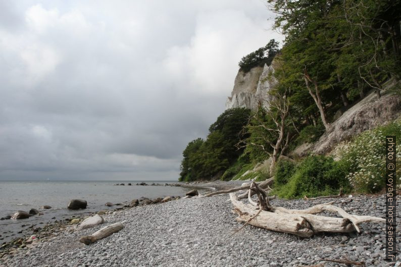 Plage de Møns Klint avec troncs d'arbres. Photo © Alex Medwedeff