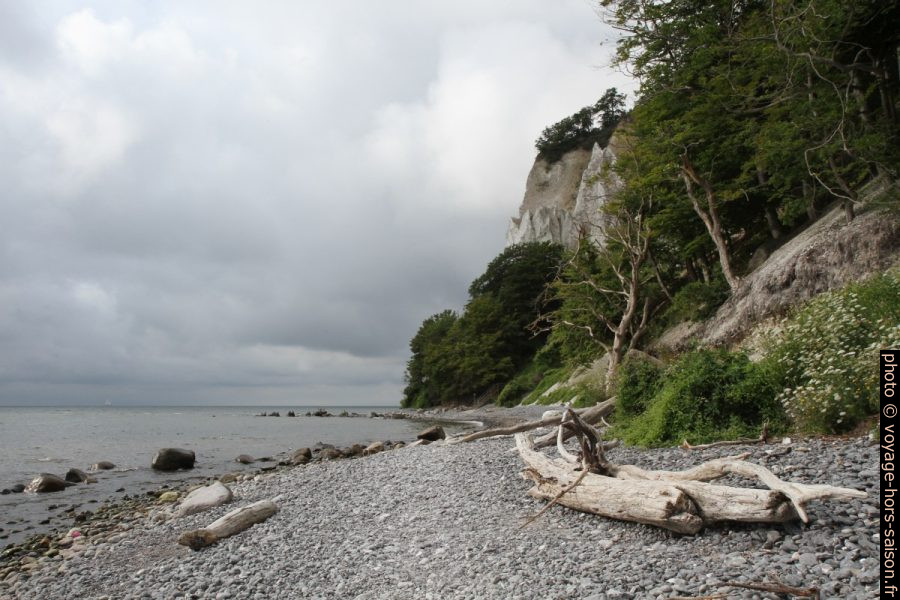 Plage de Møns Klint avec troncs d'arbres. Photo © Alex Medwedeff