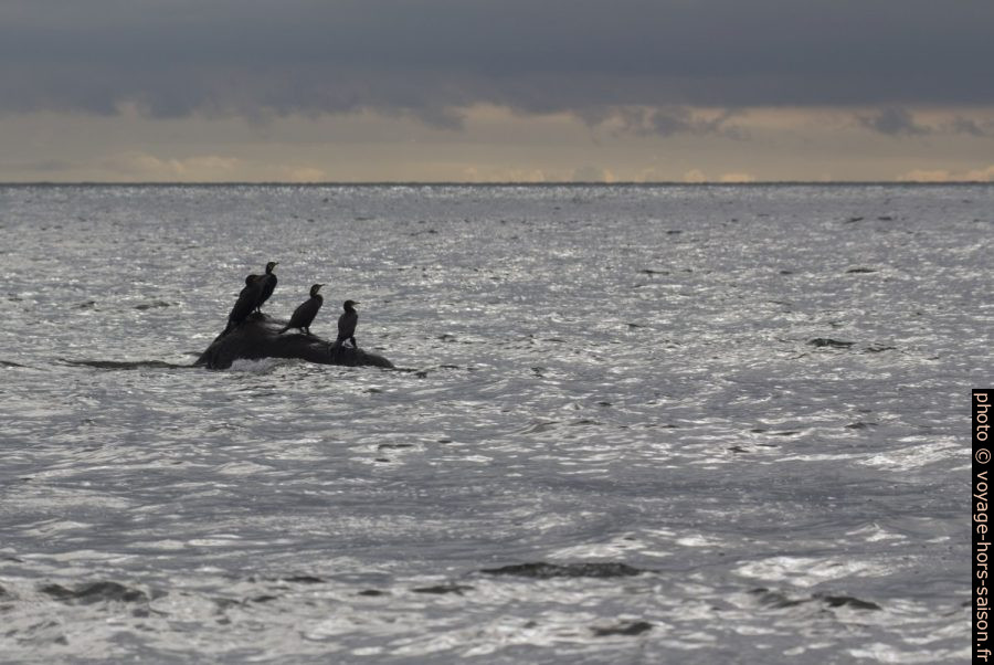 Cormorans sur un rocher en mer. Photo © André M. Winter