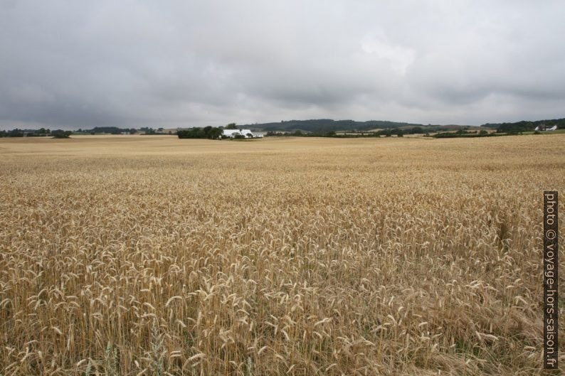 Champ de blé. Photo © Alex Medwedeff