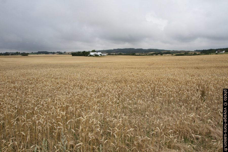 Champ de blé. Photo © Alex Medwedeff