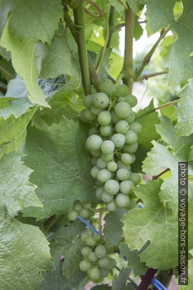 Raisins non-mûrs sur des pieds de vignes à Kitzingen. Photo © André M. Winter