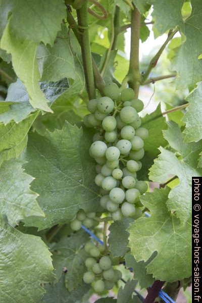 Raisins non-mûrs sur des pieds de vignes à Kitzingen. Photo © André M. Winter
