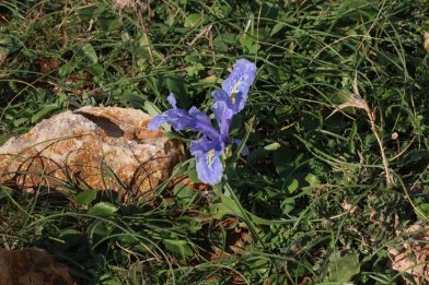 Iris nain sicilien. Photo © André M. Winter