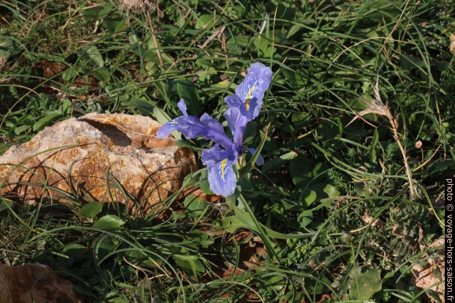 Iris nain sicilien. Photo © André M. Winter