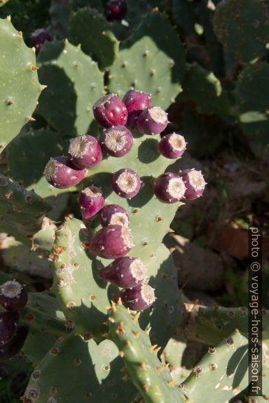 Figues de barbarie sur un cactus. Photo © Alex Medwedeff