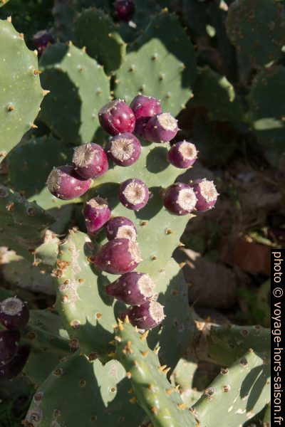 Figues de barbarie sur un cactus. Photo © Alex Medwedeff