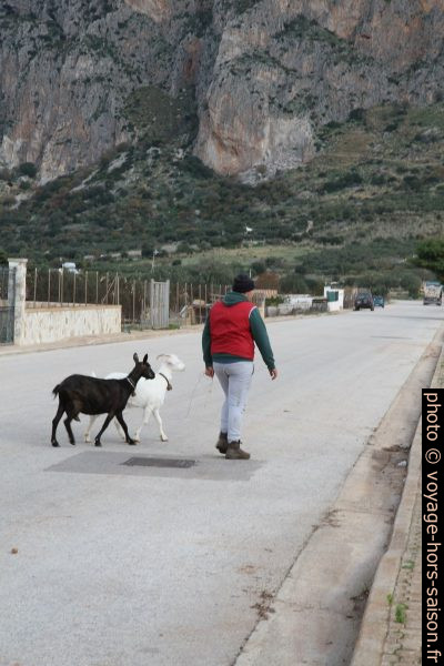 Homme avec deux chèvres sur la route. Photo © Alex Medwedeff