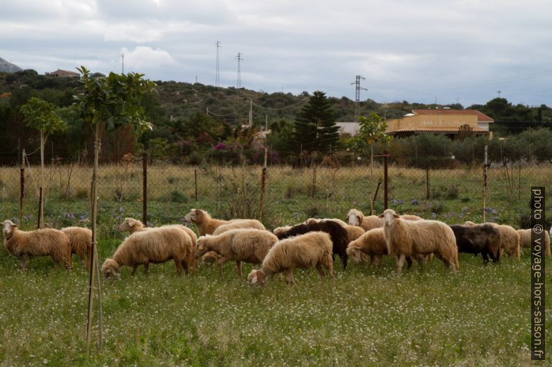 Moutons dans un champ. Photo © Alex Medwedeff