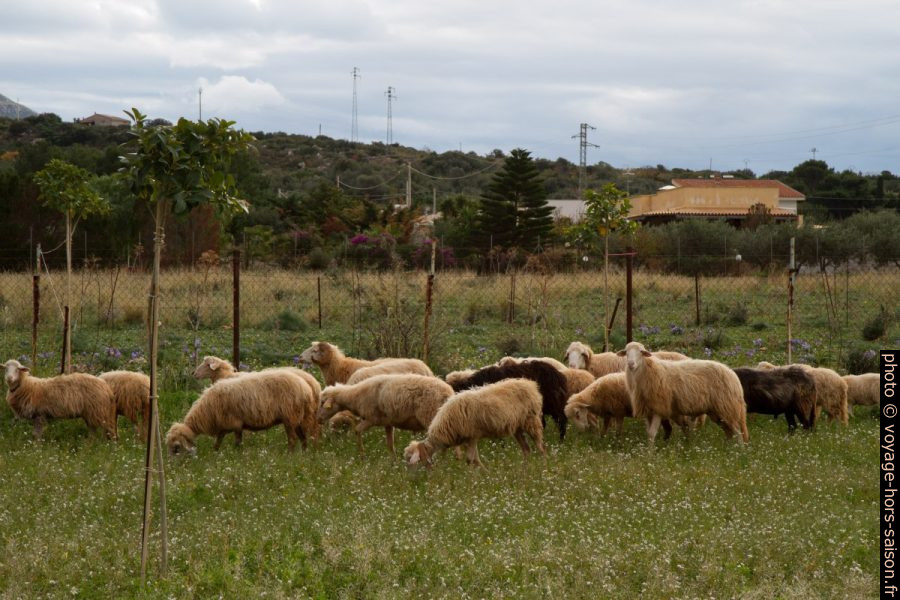 Moutons dans un champ. Photo © Alex Medwedeff