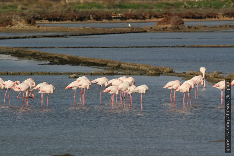 Flamants roses au repos dans la saline Chiudicella. Photo © André M. Winter