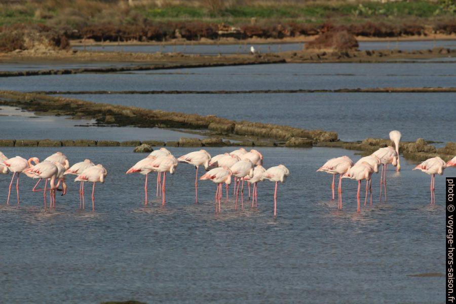 Flamants roses au repos dans la saline Chiudicella. Photo © André M. Winter