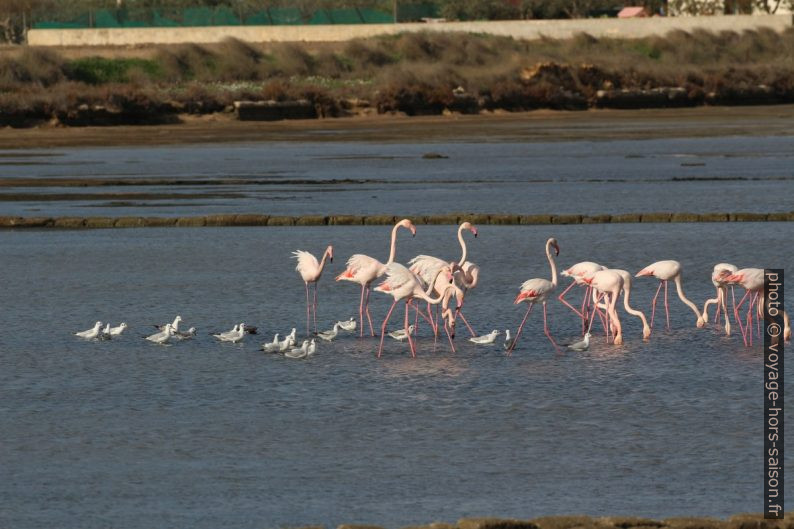 Flamants roses dans les salines au sud de Trapani. Photo © André M. Winter