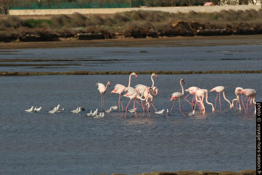 Flamants roses dans les salines au sud de Trapani. Photo © André M. Winter