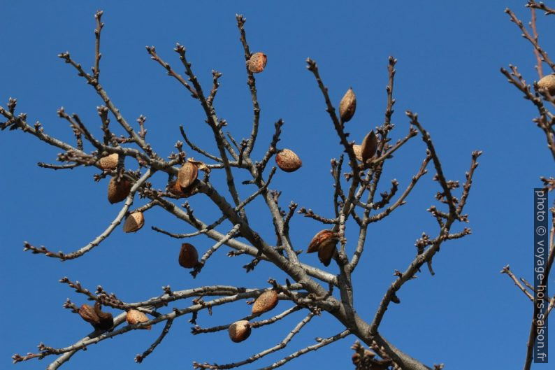 Amandes restés accrochés à un amandier. Photo © André M. Winter