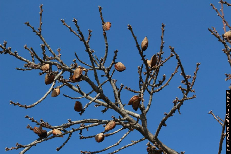 Amandes restés accrochés à un amandier. Photo © André M. Winter
