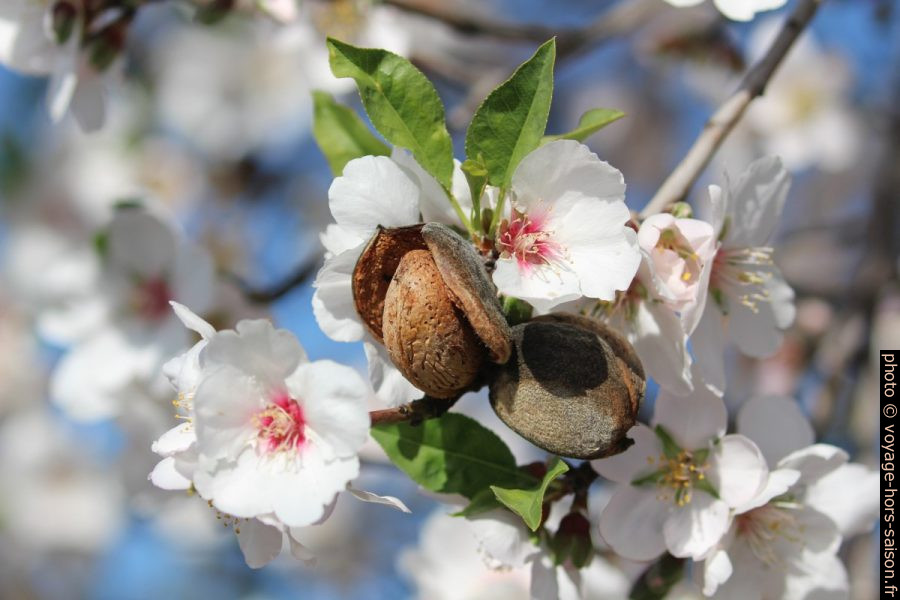 Amandier en fleurs et avec des vieilles amandes à la chair éclatée. Photo © André M. Winter