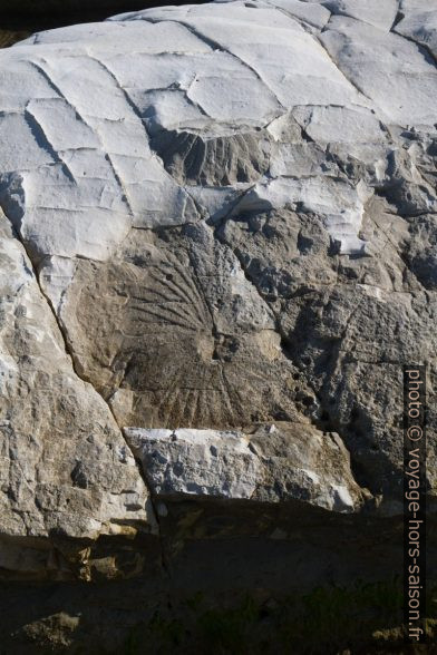 Feuille fossilisée dévoilé par un éclatement de la marne à la Punta Bianca. Photo © Alex Medwedeff