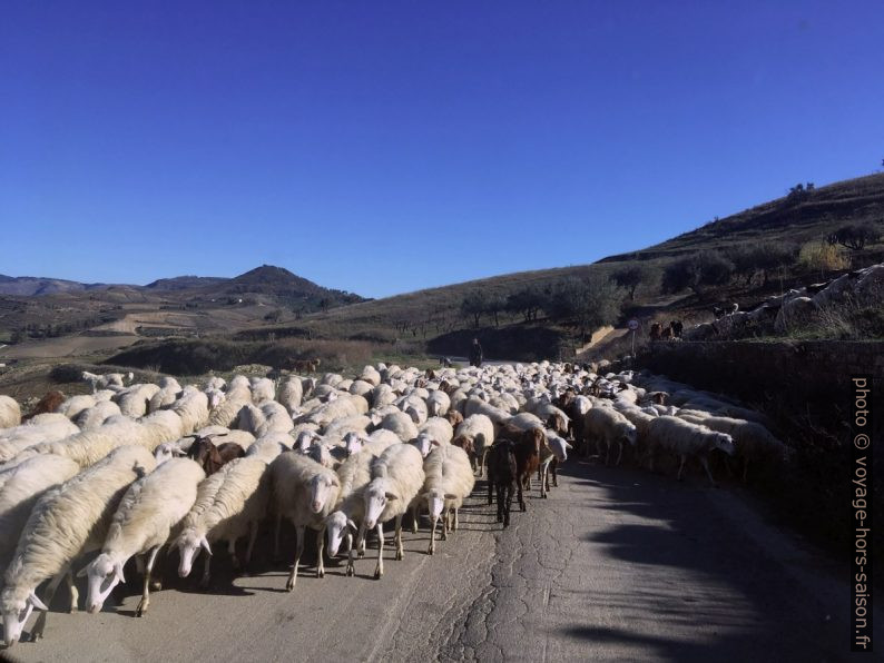 Croisement d'un troupeau de moutons. Photo © Alex Medwedeff