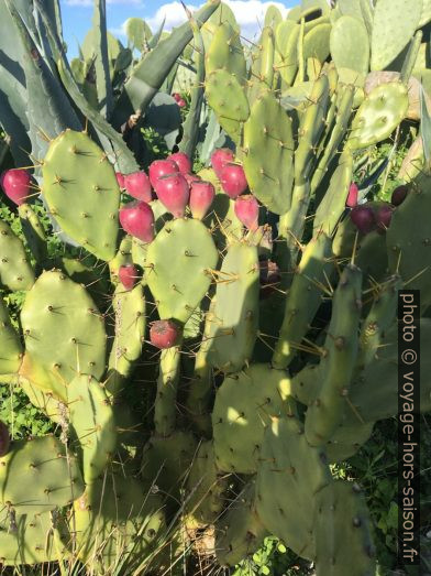 Figues de barbarie sur un cactus. Photo © Alex Medwedeff